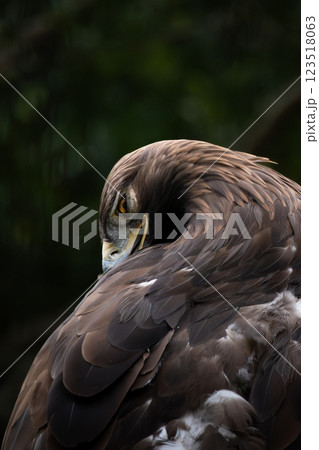 ラスボスイヌワシくん 123518063