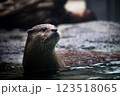 カワウソくん 123518065