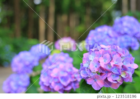 梅雨の晴れ間の日差しに輝く紫陽花 梅雨の晴れ間の日差しに輝く紫陽花 123518196