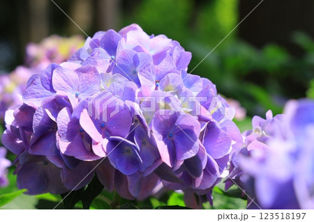 梅雨の晴れ間の日差しに輝く紫陽花 123518197