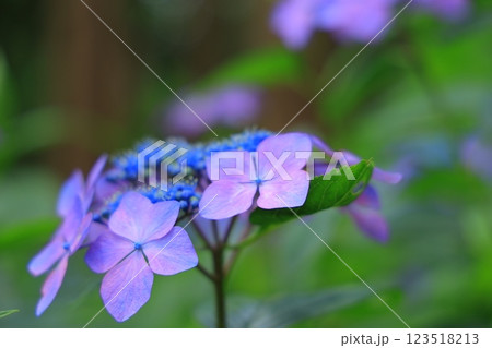 梅雨の晴れ間の日差しに輝く紫陽花 梅雨の晴れ間の日差しに輝く紫陽花 123518213