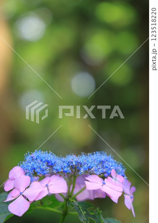 梅雨の晴れ間の日差しに輝く紫陽花 123518220