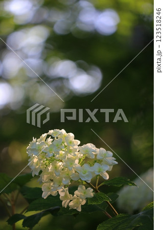 梅雨の晴れ間の日差しに輝く紫陽花 123518246