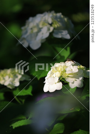 梅雨の晴れ間の日差しに輝く紫陽花 123518249