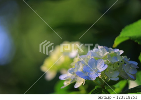梅雨の晴れ間の日差しに輝く紫陽花 梅雨の晴れ間の日差しに輝く紫陽花 123518253