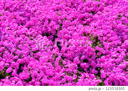 芝桜	 123518301