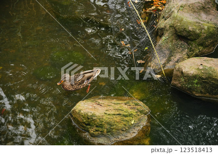 A duck swimming in a tranquil pond surrounded by rocks and greenery 123518413