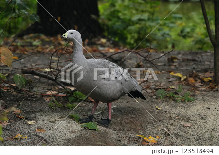 Gray bird standing on the forest floor near fallen leaves in autumn Gray bird standing on the forest floor near fallen leaves in autumn 123518494