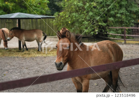 Wild horses roam freely in a scenic enclosure during a sunny afternoon 123518496