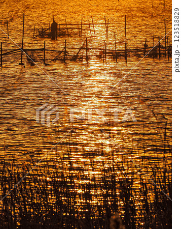 夕日に染まる印旛沼 夕日に染まる印旛沼 123518829