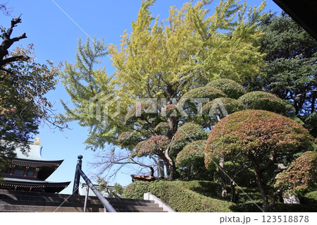 綺麗に刈り込まれた紅葉した木 綺麗に刈り込まれた紅葉した木 123518878
