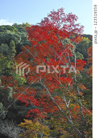 箕面滝道の紅葉 123519359