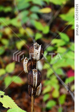 秋まで残るオオウバユリ 秋まで残るオオウバユリ 123519505