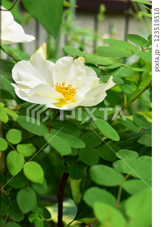 バラ ネヴァダの花 バラ ネヴァダの花 123519510