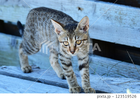 野良の子猫 野良の子猫 123519526