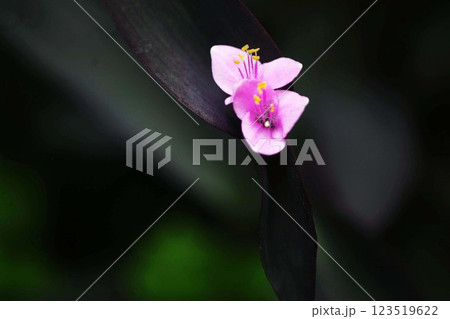 ムラサキゴテンの花咲く ムラサキゴテンの花咲く 123519622