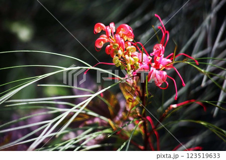 オーストラリア原産のユニークな花 123519633