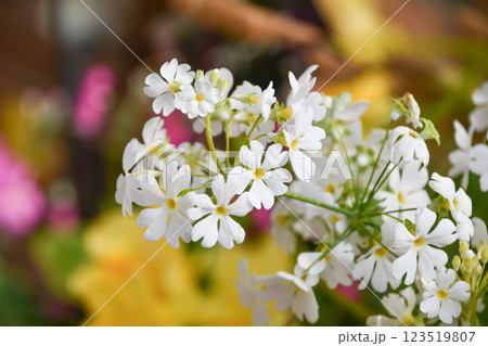 プリムラ・マラコイデス Fairy primrose プリムラ・マラコイデス Fairy primrose 123519807