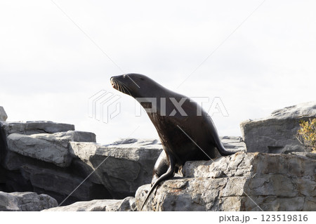 アシカ アシカ 123519816