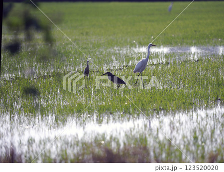 Thai heron walking in rice field with any birds. Thai heron walking in rice field with any birds. 123520020