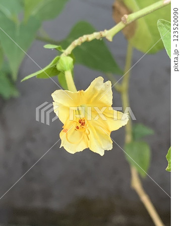 Ochna Kirkii Oliv flower blooming in a green garden Ochna Kirkii Oliv flower blooming in a green garden 123520090