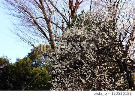 妙正寺境内に咲いている白梅（1） 123520188