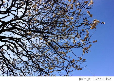 妙正寺境内に咲いている白梅（5） 123520192