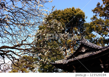 妙正寺境内に咲いている白梅(7) 妙正寺境内に咲いている白梅(7) 123520194