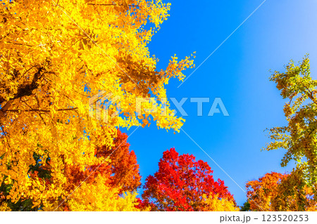 錦秋の大阪城公園 123520253