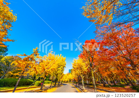 錦秋の大阪城公園 錦秋の大阪城公園 123520257