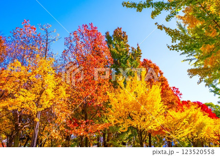 錦秋の大阪城公園 123520558