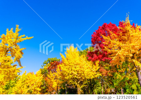 錦秋の大阪城公園 123520561