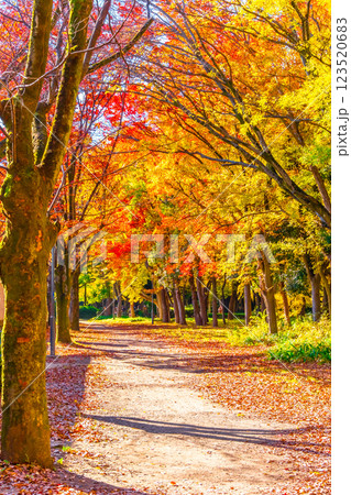 錦秋の大阪城公園 錦秋の大阪城公園 123520683
