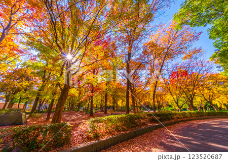 錦秋の大阪城公園 錦秋の大阪城公園 123520687