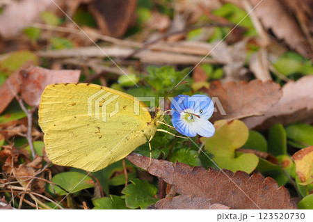 オオイヌノフグリの花を吸蜜中のキタキチョウ オオイヌノフグリの花を吸蜜中のキタキチョウ 123520730