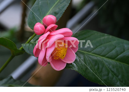 カイドウツバキの花 123520740