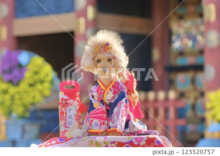 神社で七五三のお祝いをするトイプードル 123520757