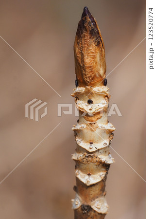 アジサイの葉痕と冬芽 123520774