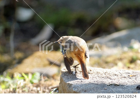 足で顔をカキカキするジョウビタキ 123520824