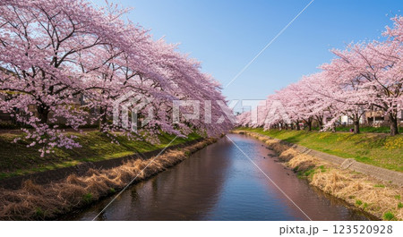 桜の花と公園 123520928