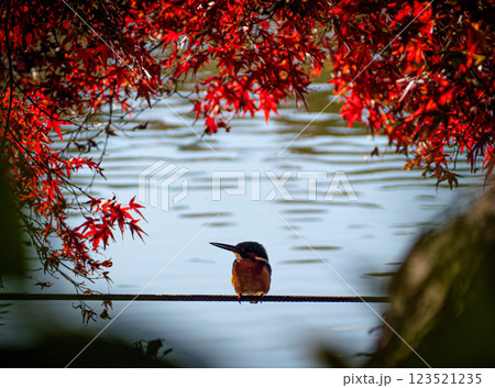 秋の善福寺公園のカワセミ 123521235