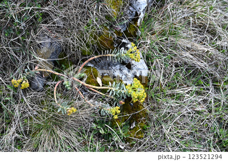 Plant with yellow small flowers in the highlands. Close-up. Plant with yellow small flowers in the highlands. Close-up. 123521294