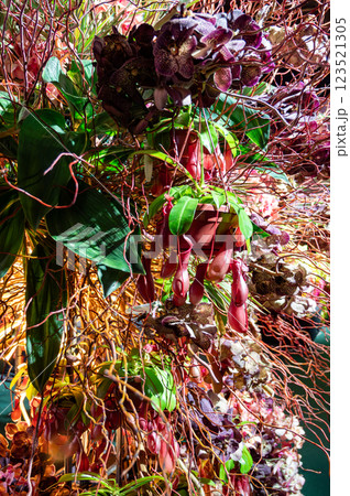 Flower arrangement of rare varieties of orchids. High quality photo Flower arrangement of rare varieties of orchids. High quality photo 123521305