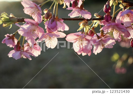 春の朝日にに輝く桜 123521430