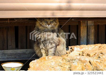 縁の下の猫 123521441