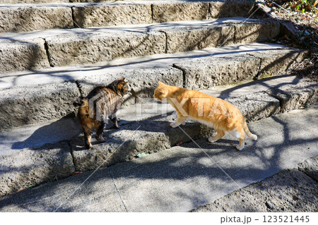 階段の猫 階段の猫 123521445
