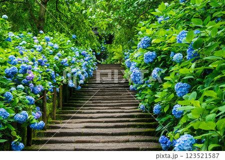 鎌倉市　明月院　山門前石段のあじさい  123521587
