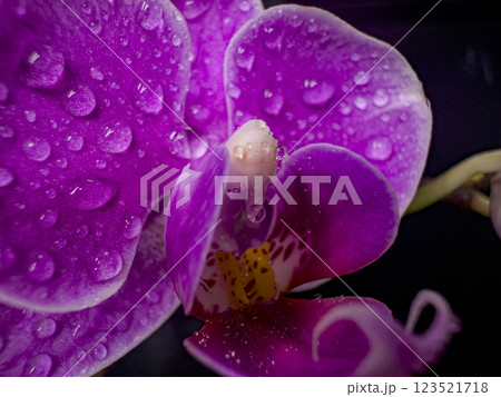 Violet Whispers: Dew's Embrace on Orchid Petals 123521718