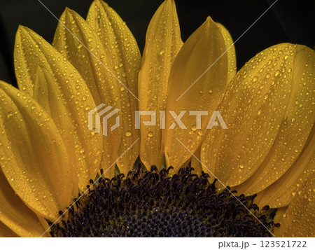 Dew Droplets on a Sunflower: Nature's Morning Symphony 123521722