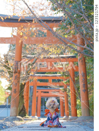 京都旅行を楽しむトイプードル 123521794